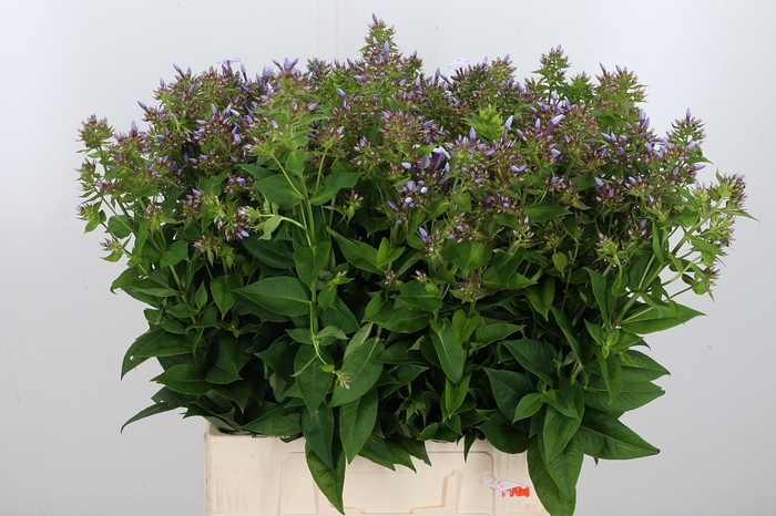 <h4>Phlox P Miss Lolita Lavendel</h4>