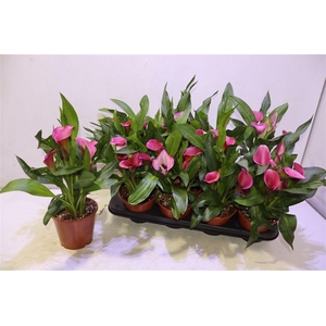 arr8 Zant Cherry Kiss