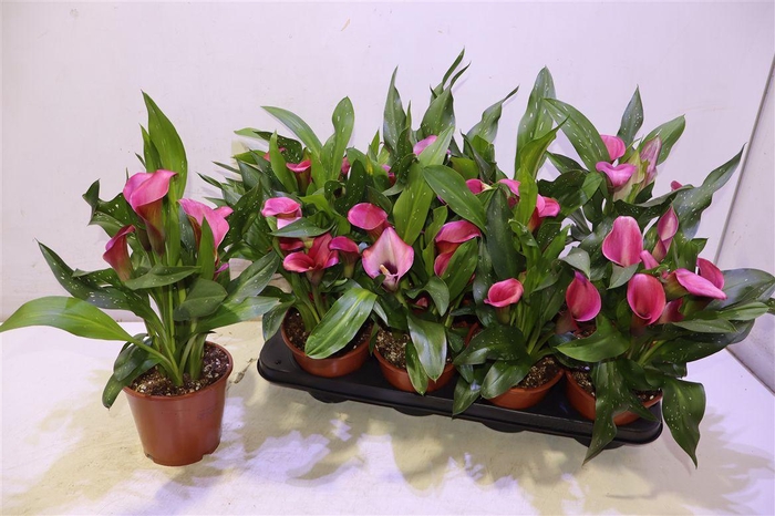 <h4>arr8 Zant Cherry Kiss</h4>