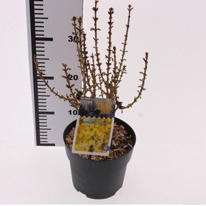 Forsythia x intermedia 'Nimbus'