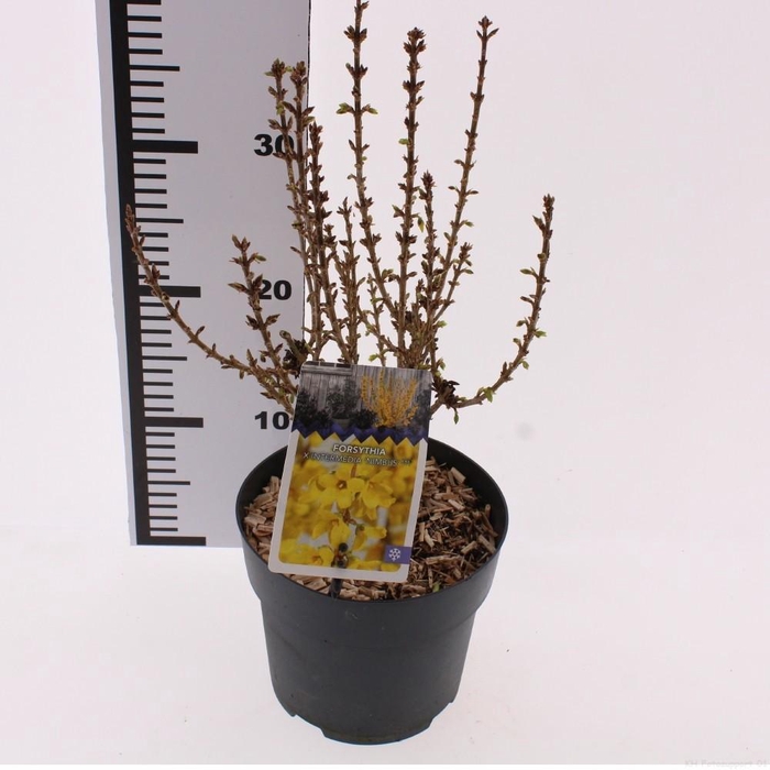 <h4>Forsythia x intermedia 'Nimbus'</h4>