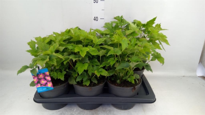 <h4>Anemone hupeh. 'Splendens'</h4>