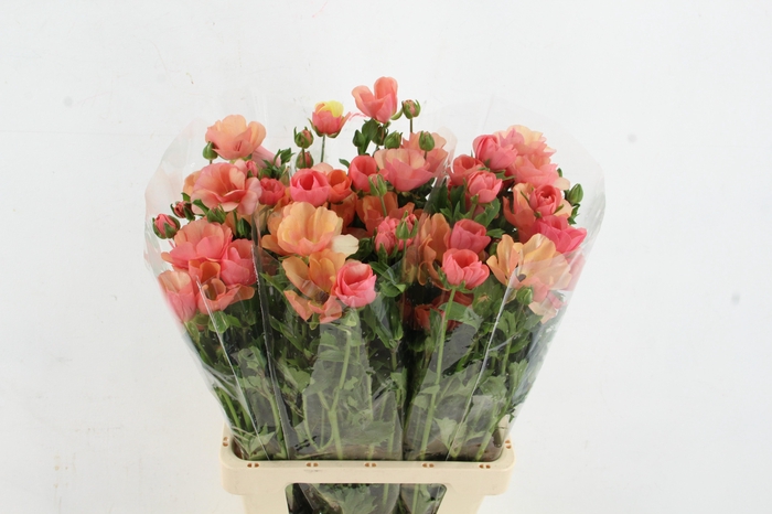 <h4>RAN MODERNA CAREZZA</h4>