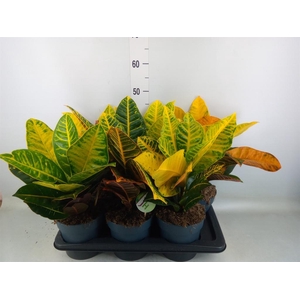 Codiaeum var. GR 'Petra'