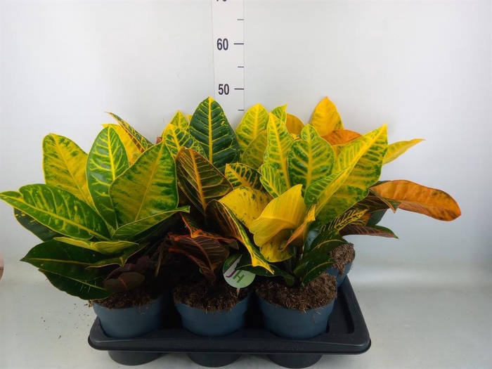 <h4>Codiaeum var. GR 'Petra'</h4>