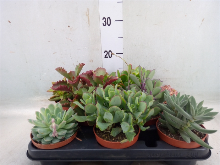 <h4>Succulents   ...</h4>