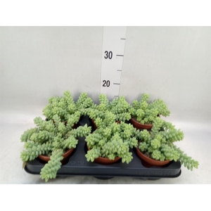 Sedum burrito