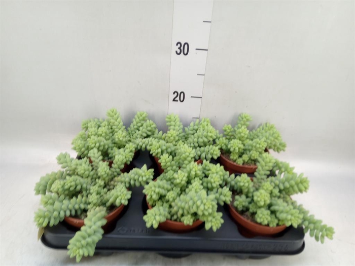 <h4>Sedum burrito</h4>