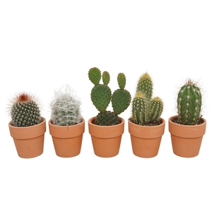 Cactus mix in 6 cm 'Terracotta Kraagpotje'