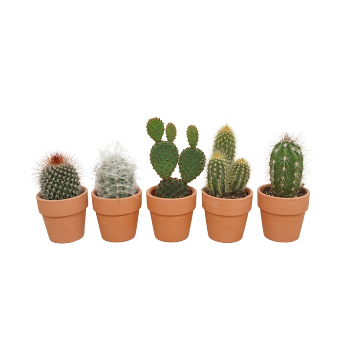 <h4>Cactus mix in 6 cm 'Terracotta Kraagpotje'</h4>
