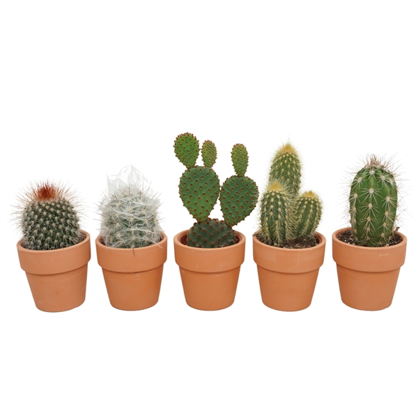 <h4>Cactus mix in 6 cm 'Terracotta Kraagpotje'</h4>