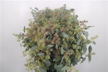 <h4>Euc Populus Berry Per Bunch 150 Gram S U P E R</h4>