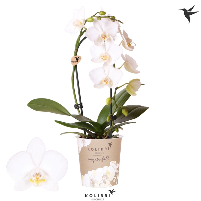 <h4>Kolibri Orchids Phalaenopsis Cascade Niagara Fall white 1 spike</h4>