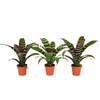 Vriesea Era Forrest