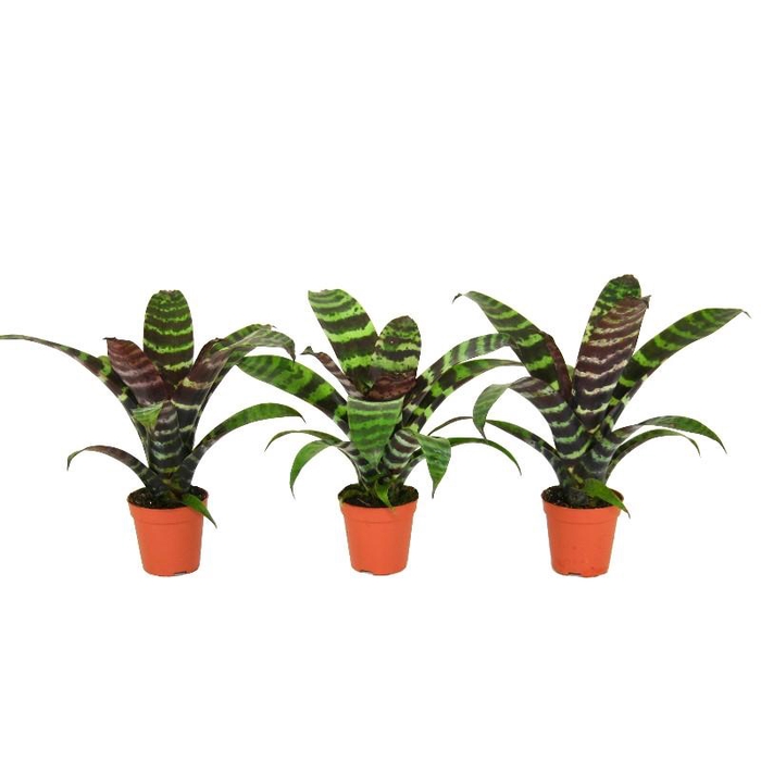 <h4>Vriesea Era Forrest</h4>