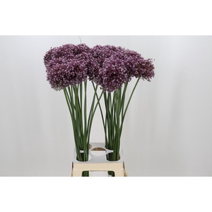 Allium Purple Mystery