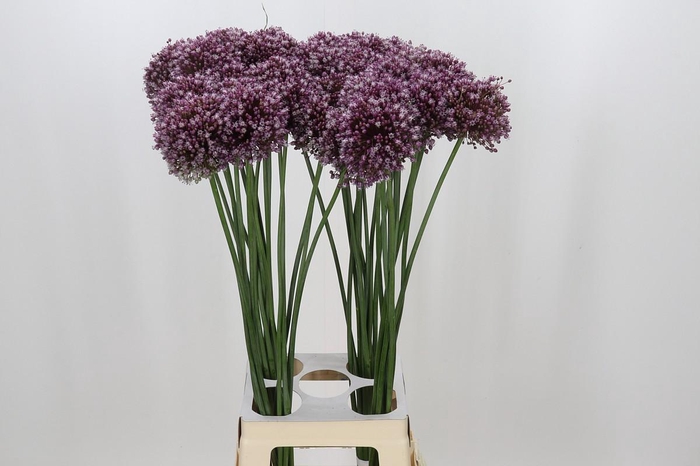 <h4>Allium Purple Mystery</h4>