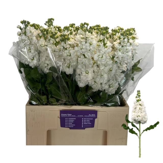 <h4>MATTH MATHILDA WHITE ANGEBOT</h4>