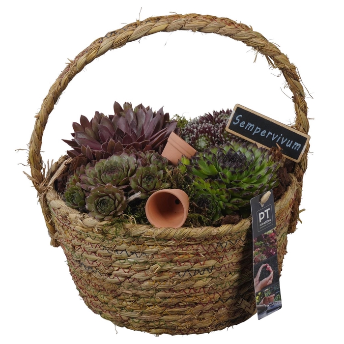 <h4>PTS7386 Arrangement Sempervivum in rieten mand</h4>