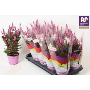 CEL MERIDA PINK