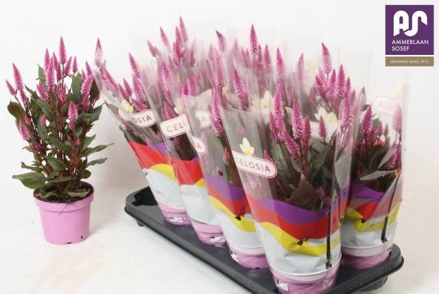 <h4>CEL MERIDA PINK</h4>