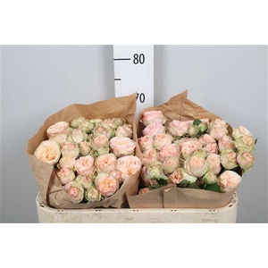 R Tr Gentle Trendsetter