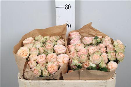 R Tr Gentle Trendsetter