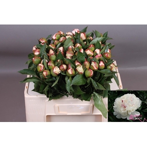 PAEO L FESTIV MAXIMA