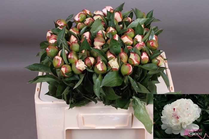 <h4>PAEO L FESTIV MAXIMA</h4>