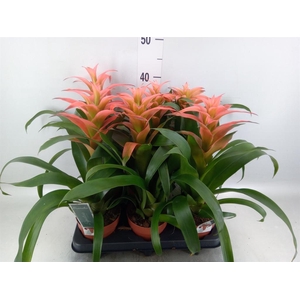 Guzmania  'Melissa'