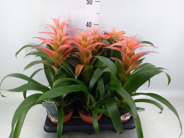 <h4>Guzmania  'Melissa'</h4>