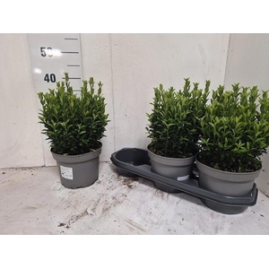 EUONYMUS JA GR SPIRE