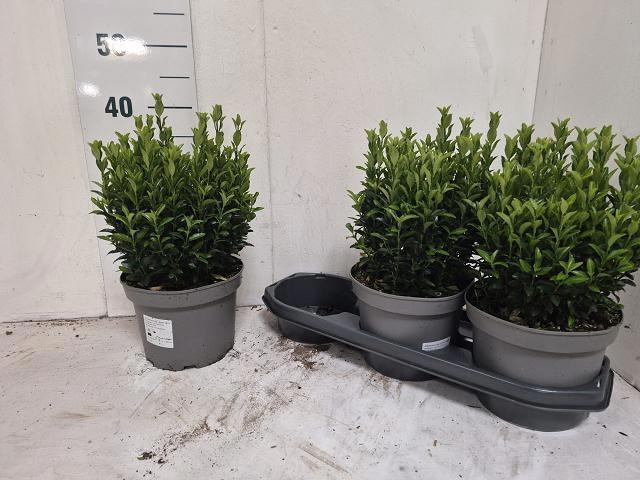 <h4>EUONYMUS JA GR SPIRE</h4>