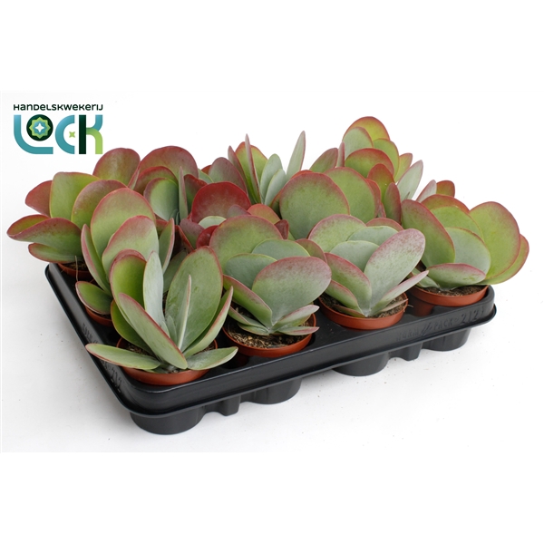 <h4>Kalanchoë Thyrsiflora ( Red Lips)</h4>