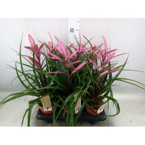Tillandsia