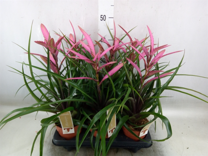 <h4>Tillandsia</h4>