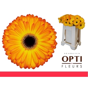 Gerbera Catwalk Water