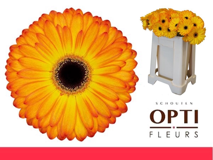 <h4>Gerbera Catwalk Water</h4>