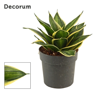 Sansevieria hahnii 12 cm Stars & stripes (Decorum)