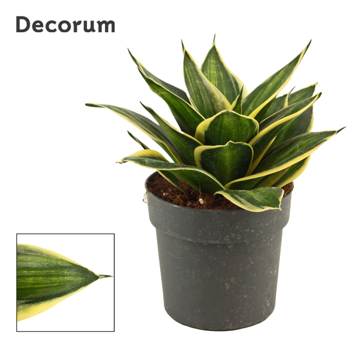 <h4>Sansevieria hahnii 12 cm Stars & stripes (Decorum)</h4>