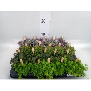 Planten  ..mix