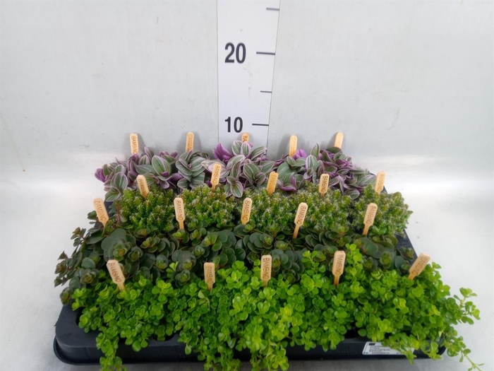 <h4>Planten ..mix</h4>
