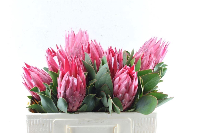 <h4>Protea Cy Madiba</h4>