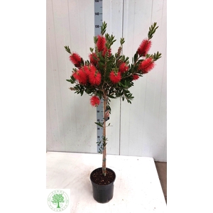 CALLIS CI SPLENDENS