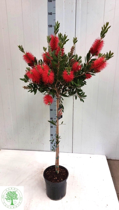 <h4>CALLIS CI SPLENDENS</h4>