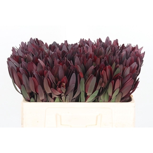Leucadendron Safari Sunset
