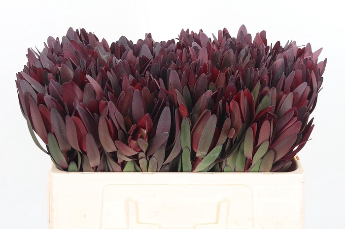 <h4>Leucadendron Safari Sunset</h4>