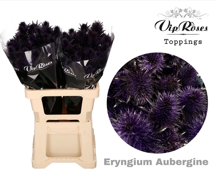 ERYNGIUM SUPERNOVA AUBERGINE 60cm