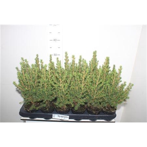 Picea Gl Conica