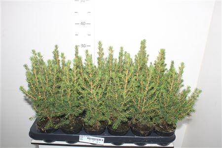<h4>Picea Gl Conica</h4>